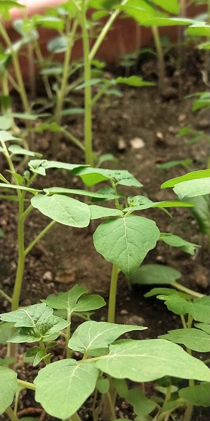 有人知道這是菜還是雜草