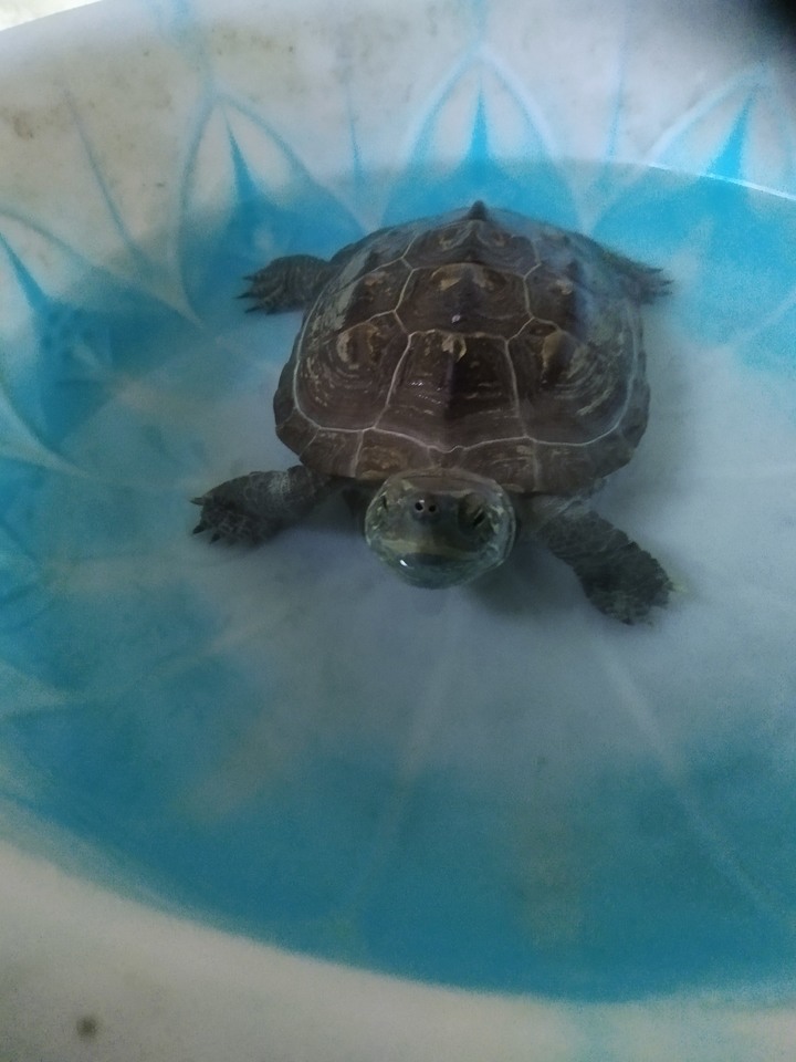 和我相依為命的烏龜🐢不吃東西了，跪求大神幫助😭😭😭