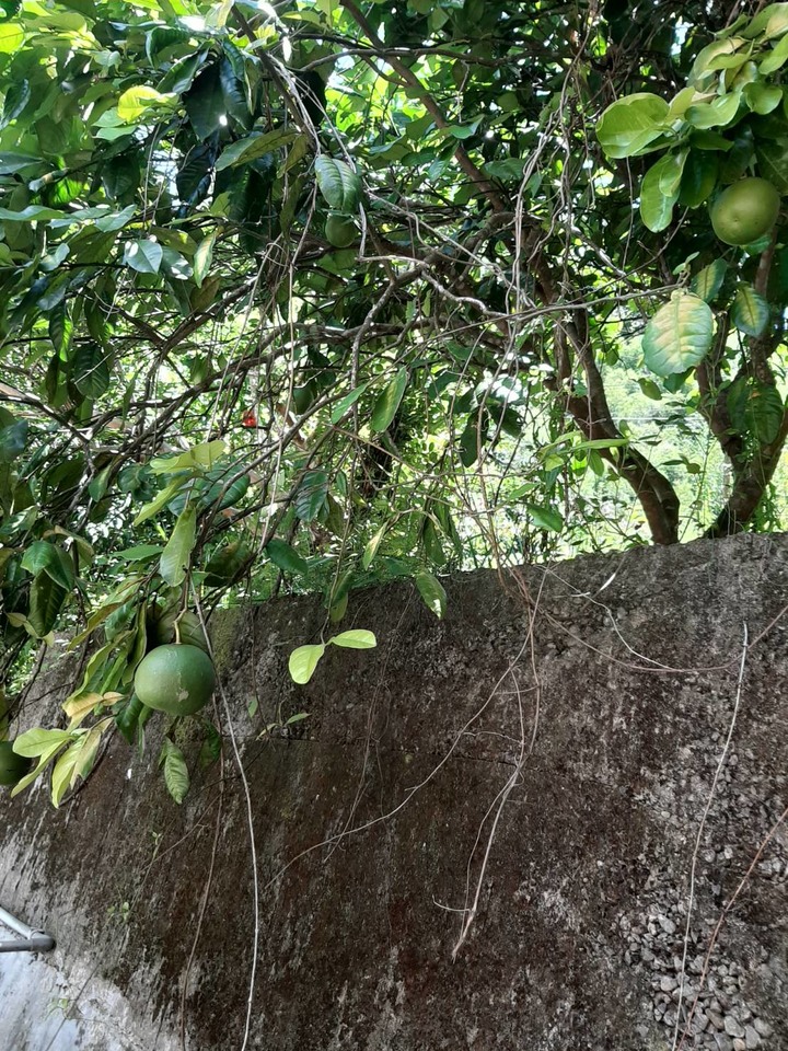 將失傳的宮廷私房菜「炙檸檬煲鴨」,秘境美食