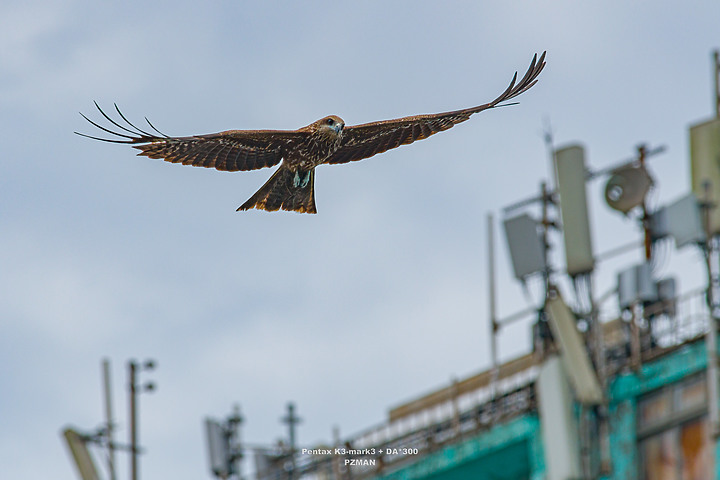 Pentax K3III - 目前的拍鳥(BIF)心得