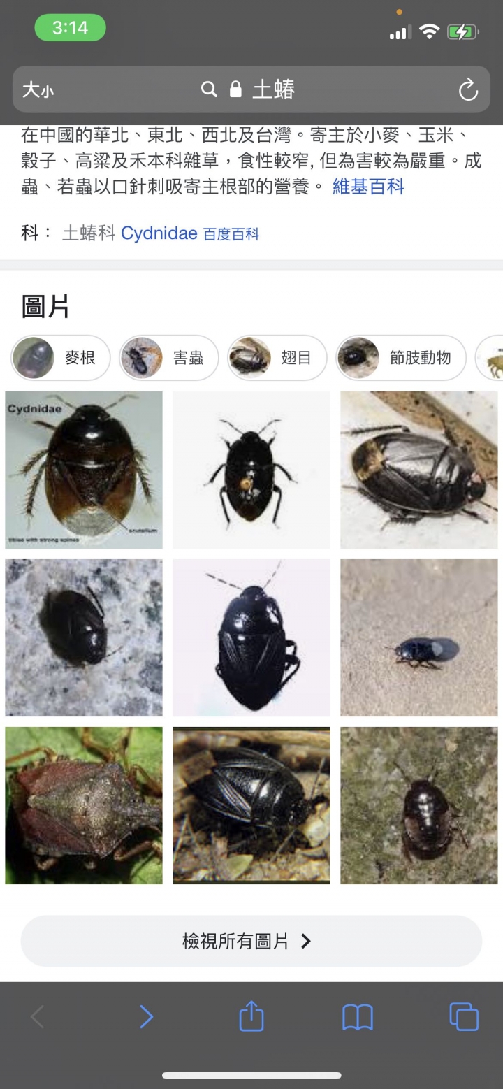 這是蟑螂還是土根土蝽🥺