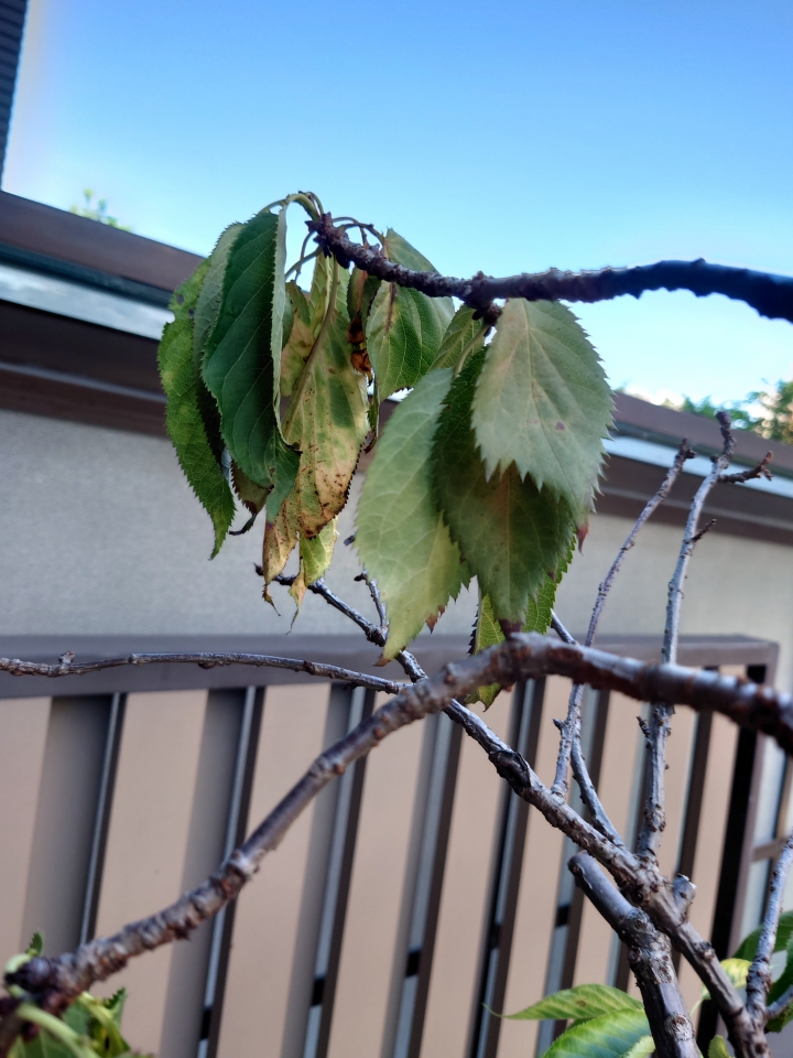 櫻花葉忽然大量綠變黃掉落？！