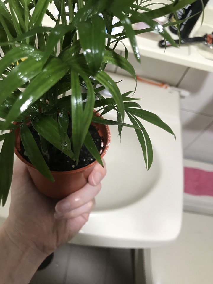 袖珍椰子一問