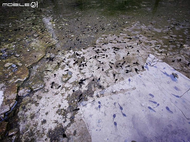 純粹分享 / 全新六期Hyundai Porter Pro / 現代小霸王自排附加油壓升降尾門 / 影像記錄 (純影像)