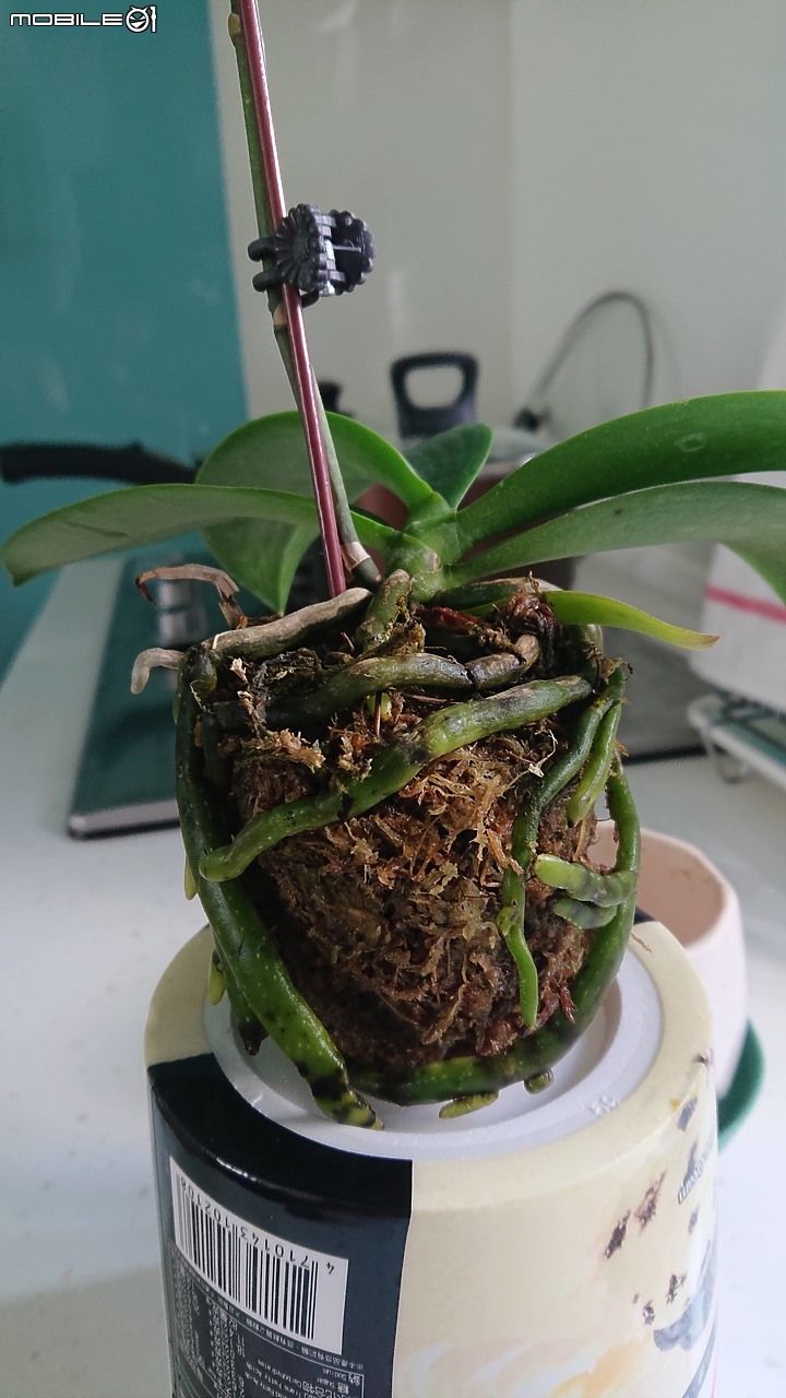 園藝小白把蘭花弄死了，有辦法起死回生嗎?該怎麼養護才正確?