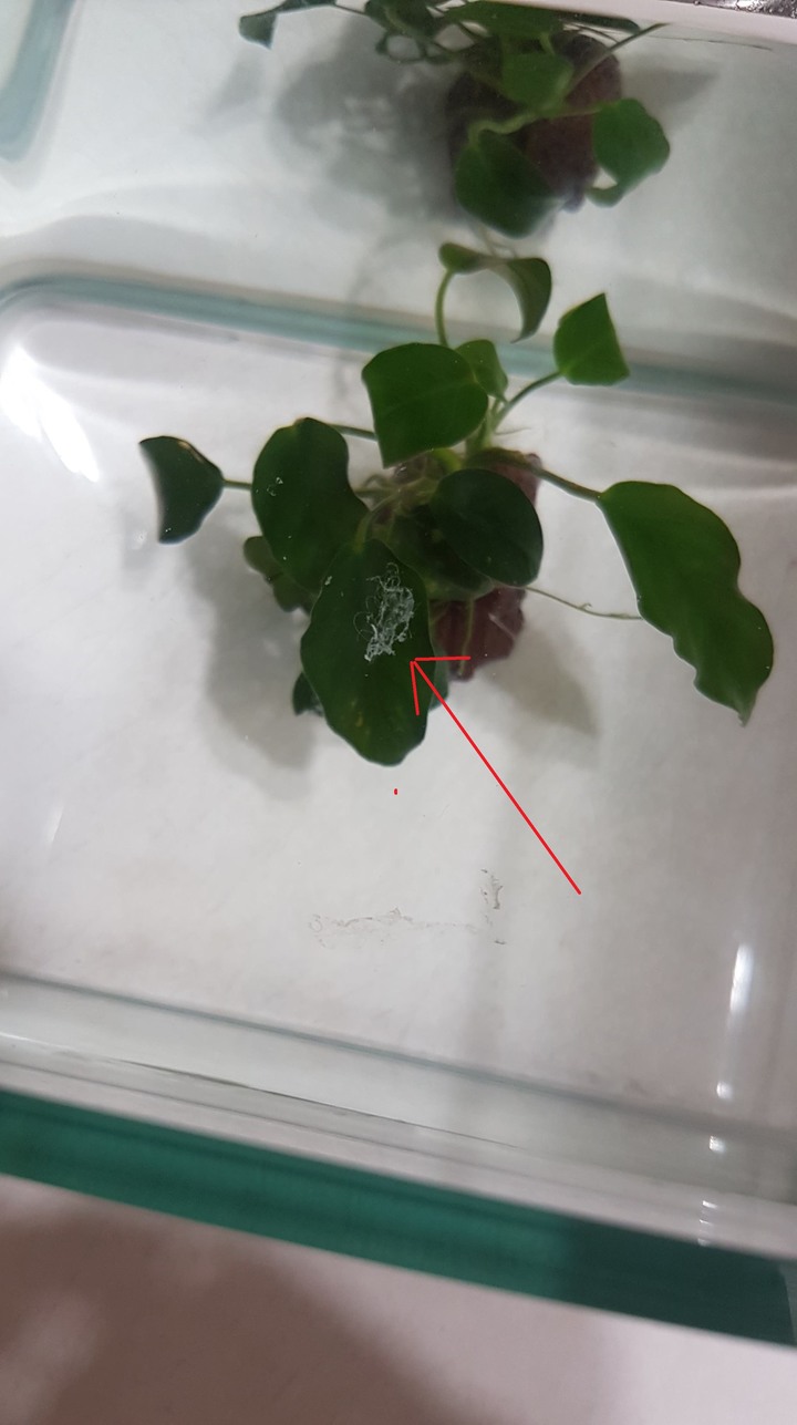裸缸裡的小蓉 長出白色絮狀物