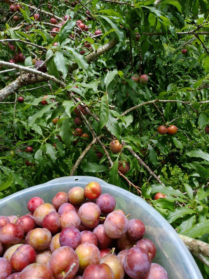 將失傳的宮廷私房菜「炙檸檬煲鴨」,秘境美食