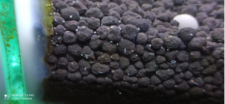 魚缸的白點生物