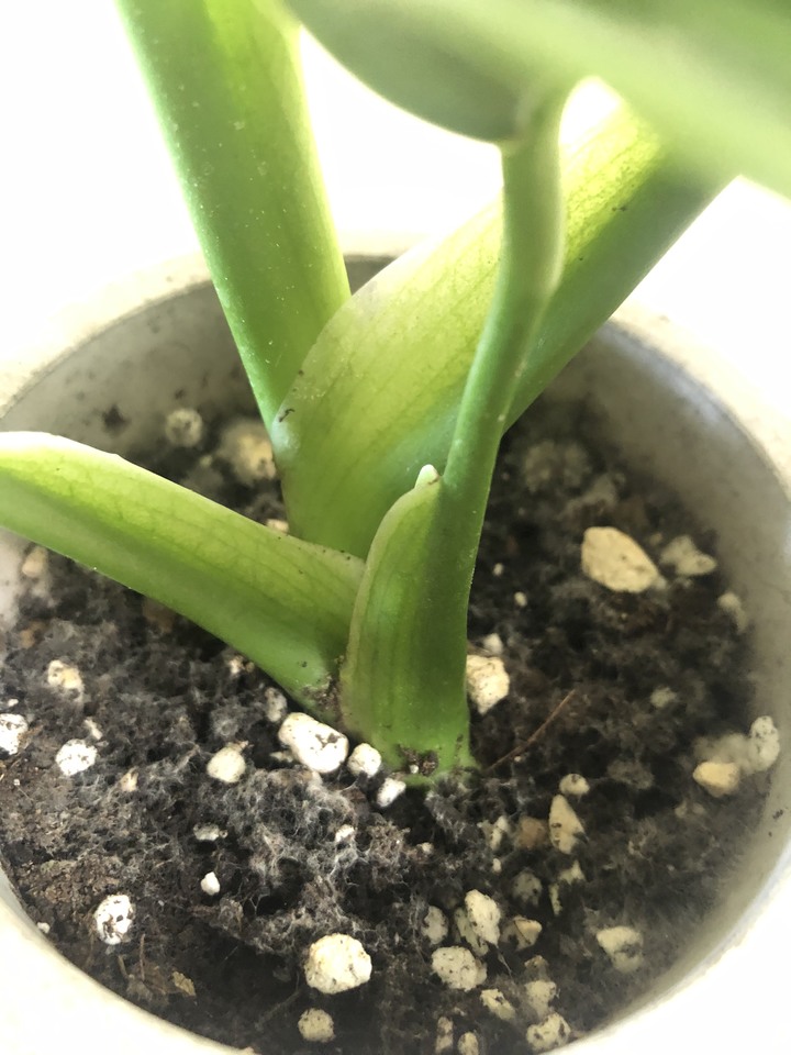 請教綠手指集美網帥們這是什麼蟲😰