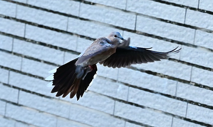 點我看大圖 Nikon MC 105mm F2.8 S開箱先拍鳥,幾乎無紫邊,讓拍攝上多更多的精采與美妙。