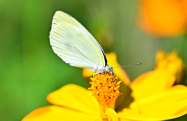 點我看大圖 Nikon MC 105mm F2.8 S開箱先拍鳥,幾乎無紫邊,讓拍攝上多更多的精采與美妙。