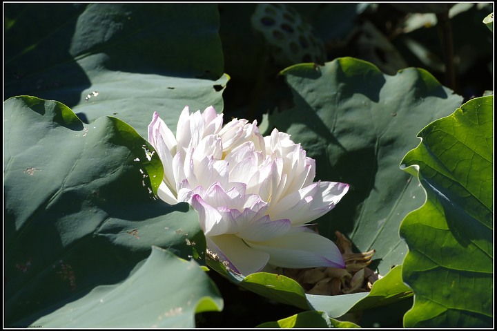 百日草、密蜂、荷花、蜻蜓