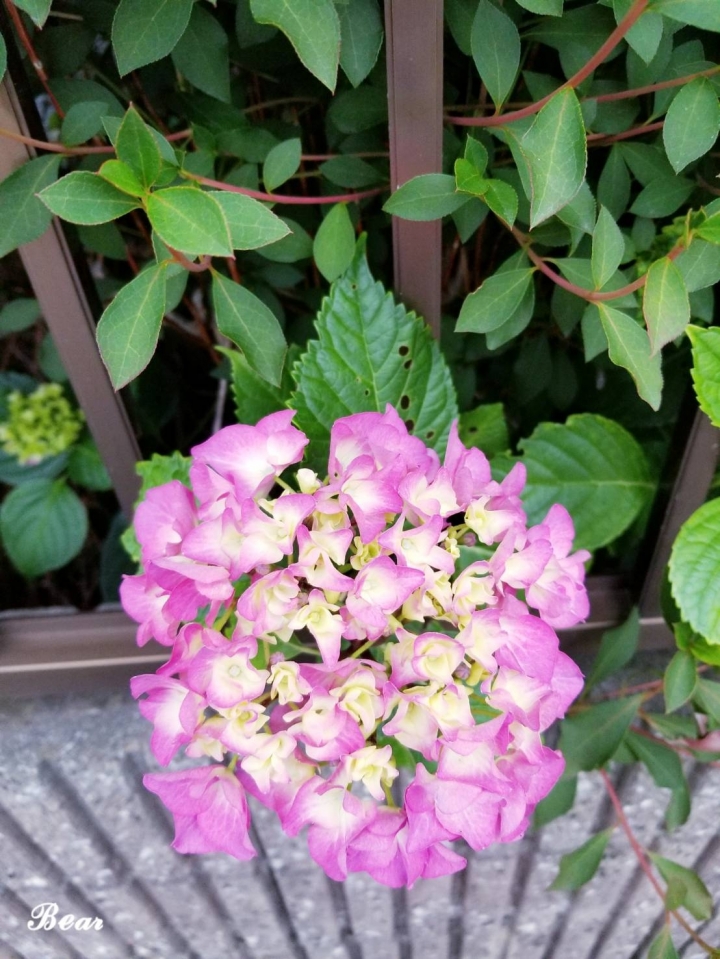 分享 今年梅雨季盛開的紫陽花