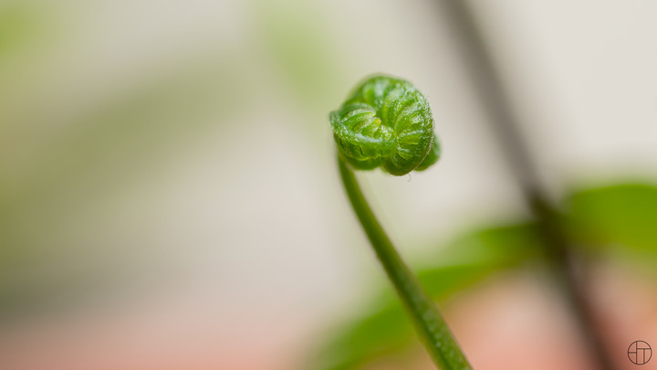 點我看大圖 Nikon mc 50mm f2.8 不專業開箱