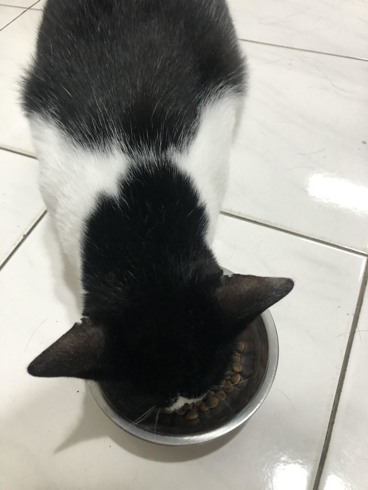 #分享 母貓泌尿道問題,飼料改善心得