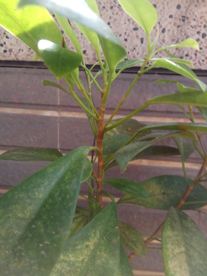 請問這是什麼植物呢?