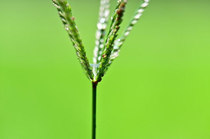 點我看大圖 Nikon MC 105mm F2.8 S開箱先拍鳥,幾乎無紫邊,讓拍攝上多更多的精采與美妙。
