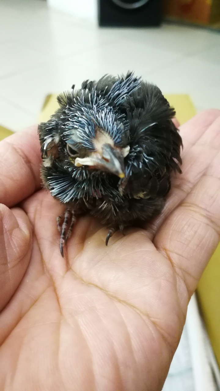 請教雛鳥種類？