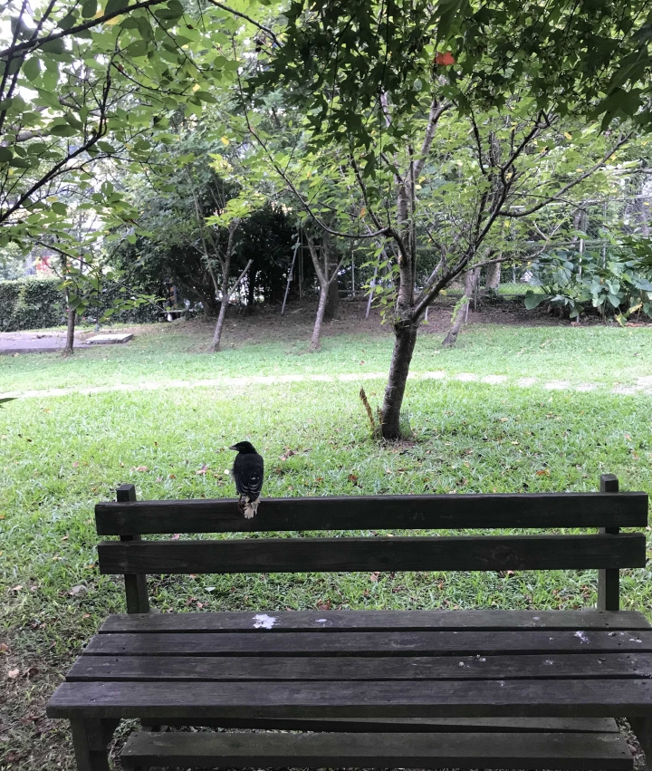 請問這是什麼鳥？