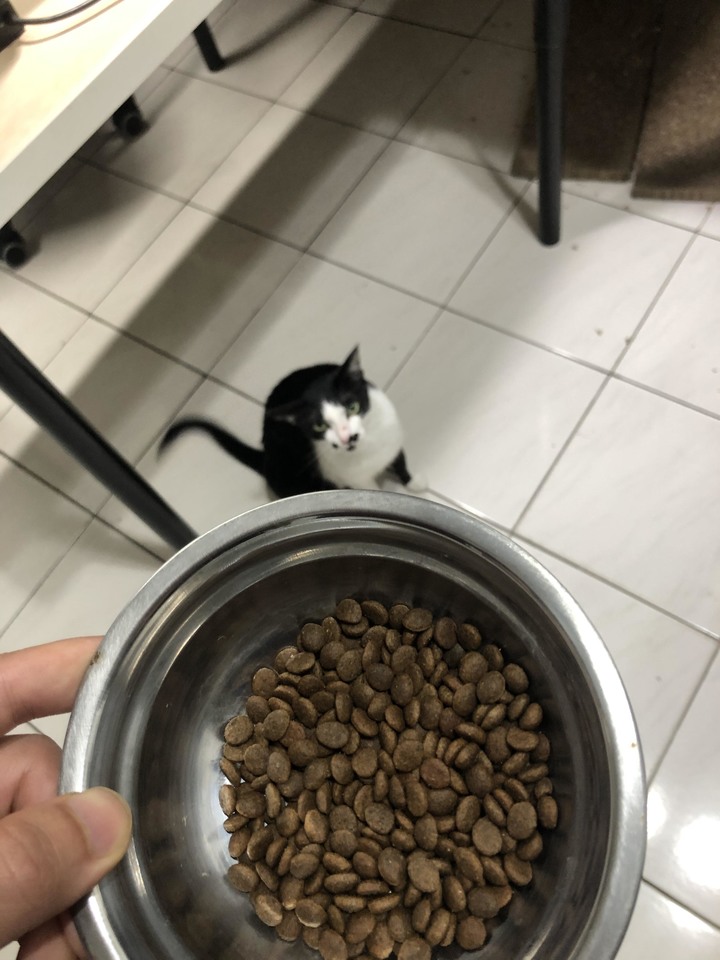 #分享 母貓泌尿道問題,飼料改善心得