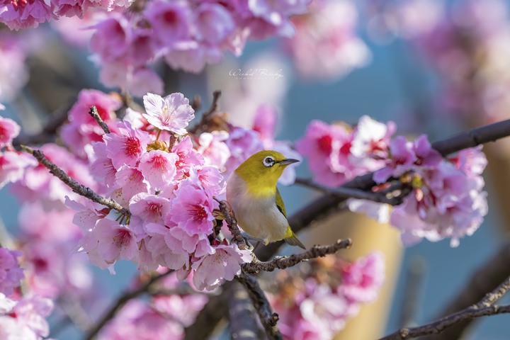 小黑Z (NIKKOR Z 70-200mm f/2.8 VR S) 與我同行的一年