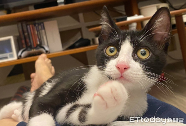 屁貓被「6.8KG胖虎」輾壓!頭埋屁股靈魂出竅爸笑:再騷擾人家啊