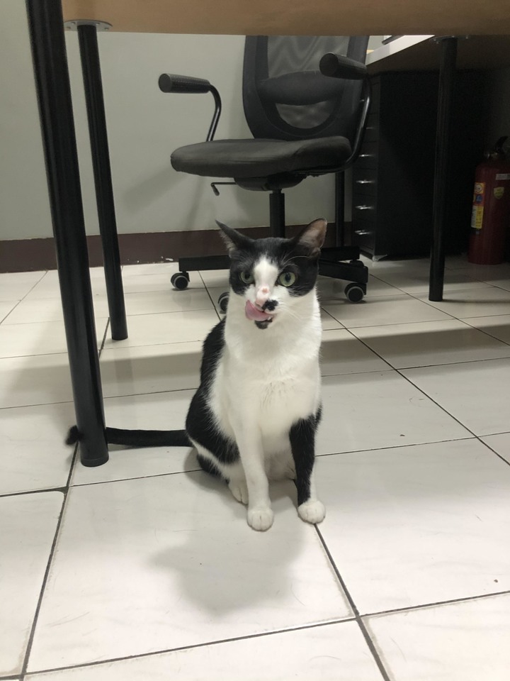 #分享 母貓泌尿道問題,飼料改善心得