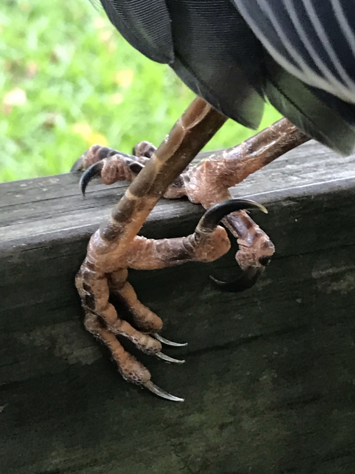 請問這是什麼鳥？