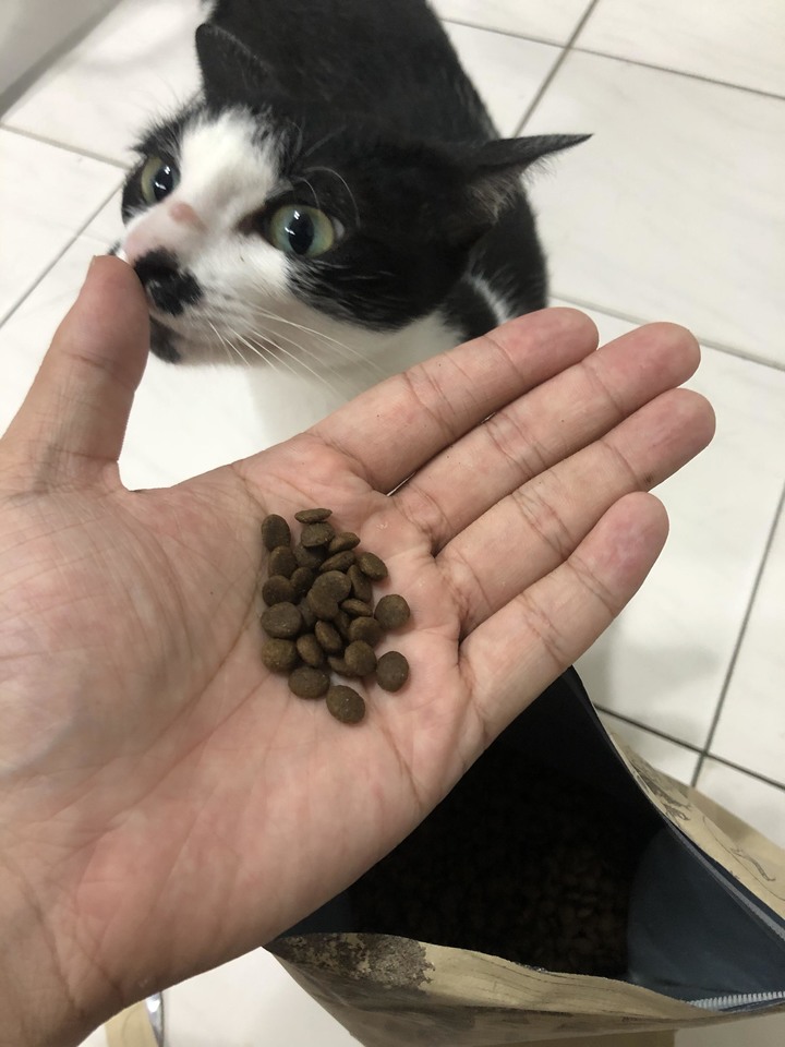 #分享 母貓泌尿道問題,飼料改善心得