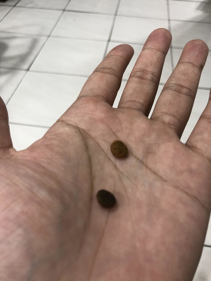 #分享 母貓泌尿道問題,飼料改善心得