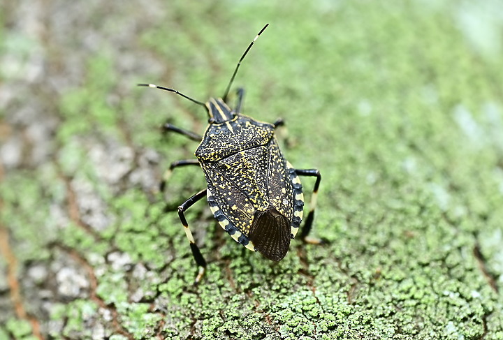 點我看大圖 Nikon MC 105mm F2.8 S開箱先拍鳥,幾乎無紫邊,讓拍攝上多更多的精采與美妙。