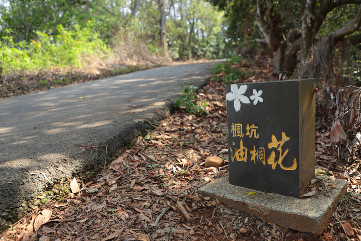 S步道|彰化|楓坑桐花步道|桐花綠樹瞭望田野|芬園鄉