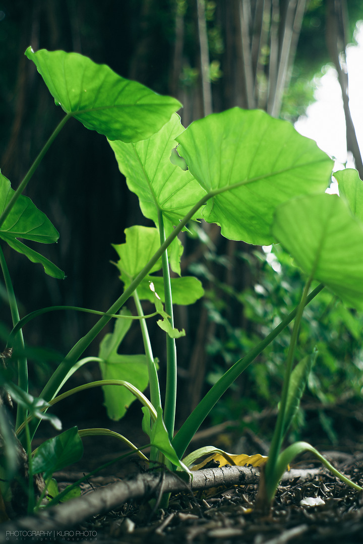 個人的PENTAX鏡頭群心得短總結