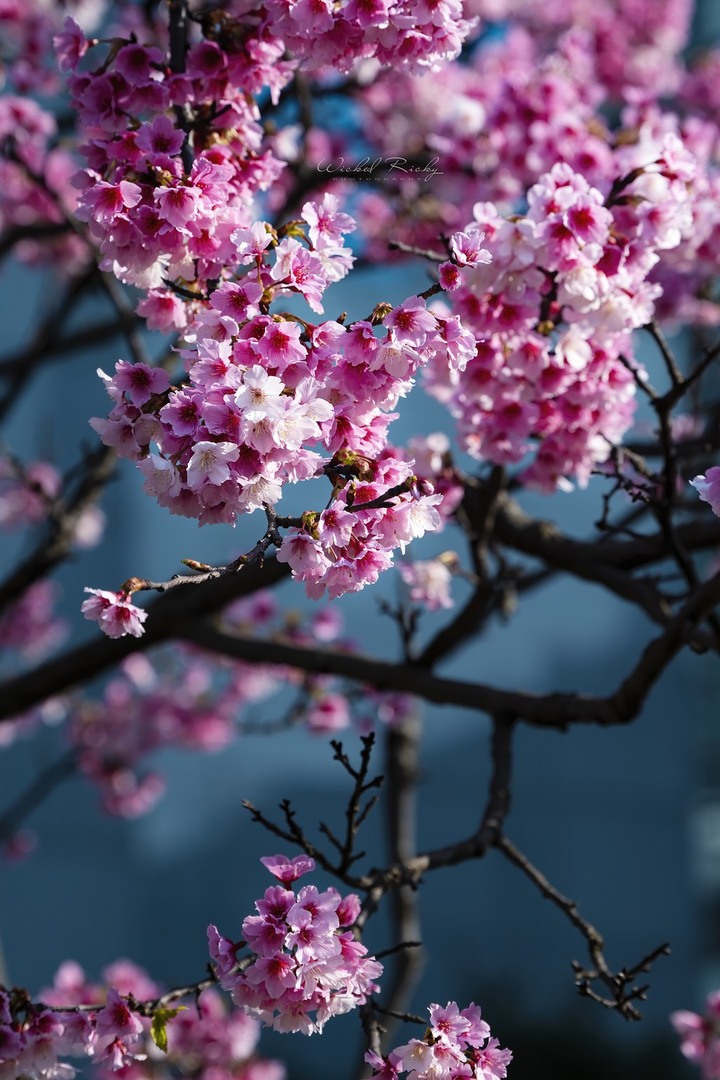 小黑Z (NIKKOR Z 70-200mm f/2.8 VR S) 與我同行的一年