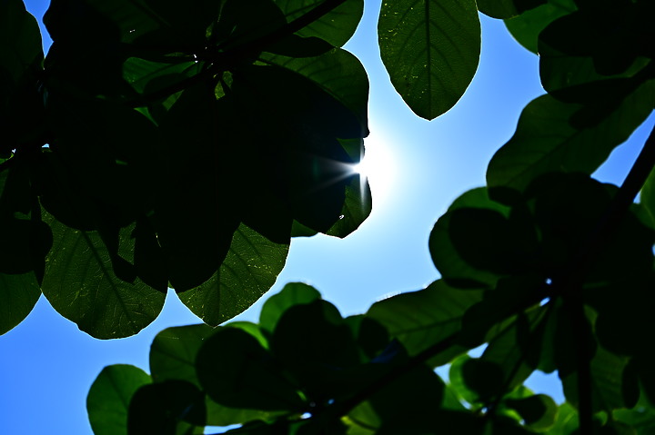 點我看大圖 Nikon MC 105mm F2.8 S開箱先拍鳥,幾乎無紫邊,讓拍攝上多更多的精采與美妙。