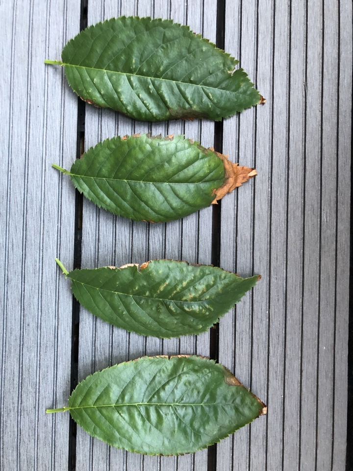請問這櫻花葉是有蟲害嗎？