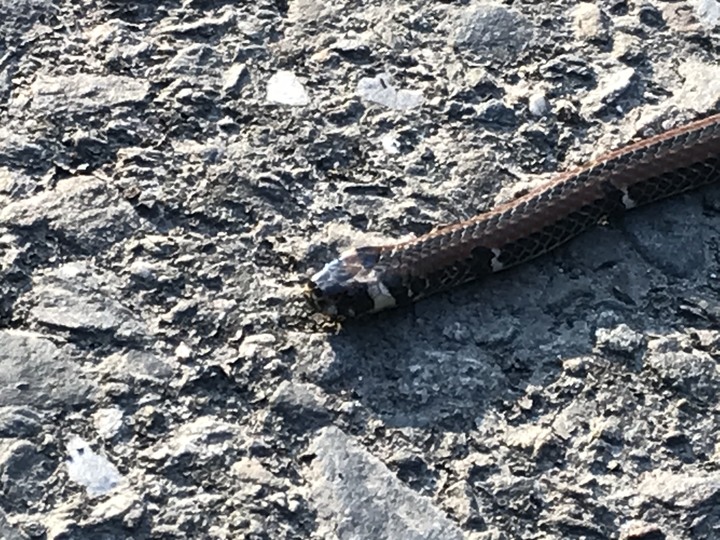 【末日騎士】 天生狂野 與獸同奔 生鬼止步