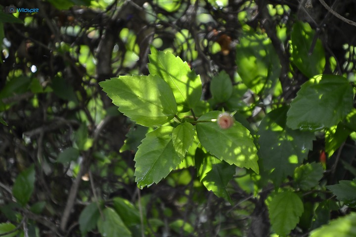 36年廣角變焦鏡【SIGMA ZOOM γ-Ⅱ 21-35mm f/3.5-4.2】