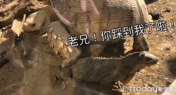 LIVE/世界前3大!偷窺象龜疫情期間生活壽山動物園直播給你看