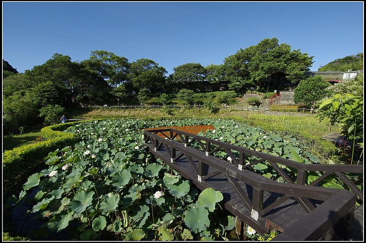 百日草、密蜂、荷花、蜻蜓