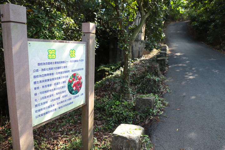 S步道|彰化|楓坑桐花步道|桐花綠樹瞭望田野|芬園鄉