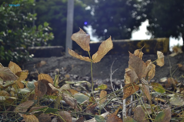 36年廣角變焦鏡【SIGMA ZOOM γ-Ⅱ 21-35mm f/3.5-4.2】