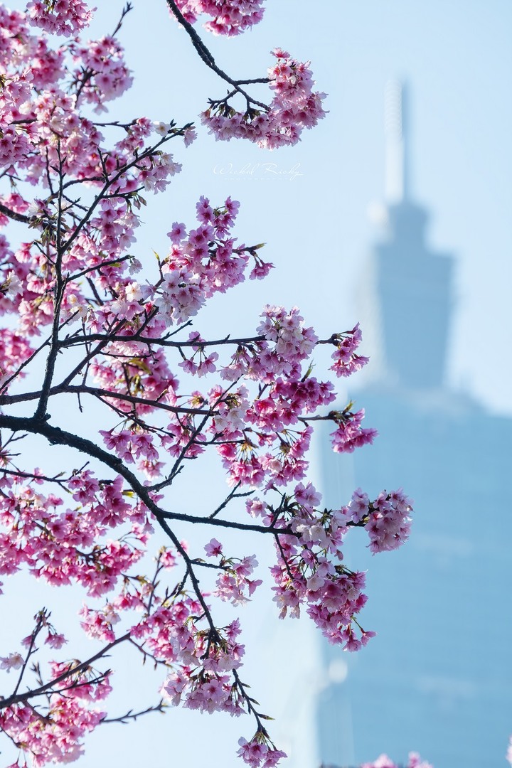 小黑Z (NIKKOR Z 70-200mm f/2.8 VR S) 與我同行的一年