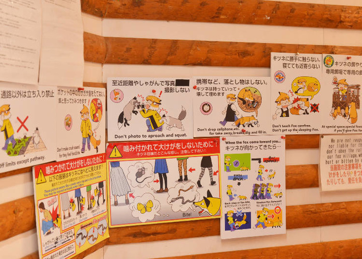 日本東北「藏王狐狸村」交通方式、推薦季節、抱狐狸體驗