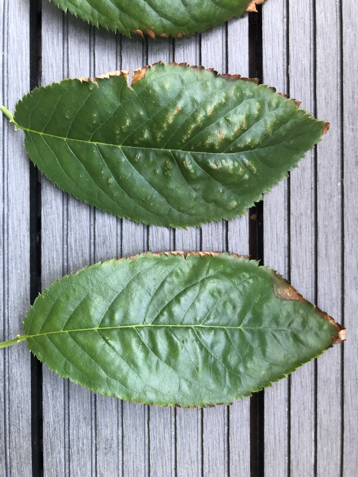 請問這櫻花葉是有蟲害嗎？