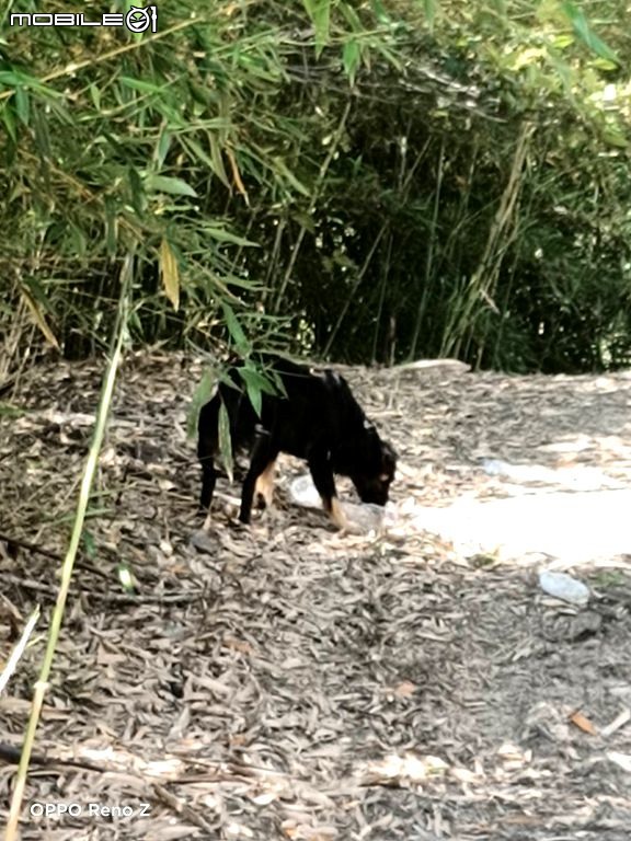 台14線埔霧公路斷腿浪孩黑狗七七  照生會貓狗119項雷號前往救援