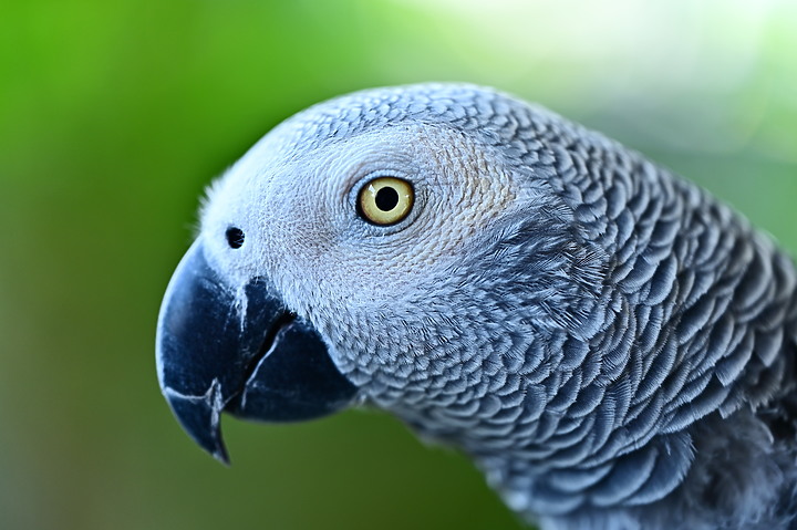 點我看大圖 Nikon MC 105mm F2.8 S開箱先拍鳥,幾乎無紫邊,讓拍攝上多更多的精采與美妙。