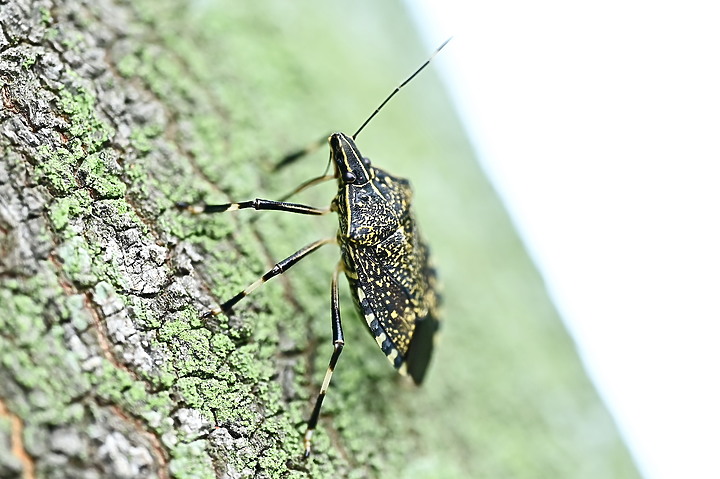 點我看大圖 Nikon MC 105mm F2.8 S開箱先拍鳥,幾乎無紫邊,讓拍攝上多更多的精采與美妙。