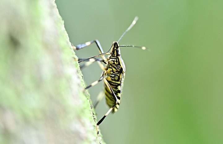 點我看大圖 Nikon MC 105mm F2.8 S開箱先拍鳥,幾乎無紫邊,讓拍攝上多更多的精采與美妙。