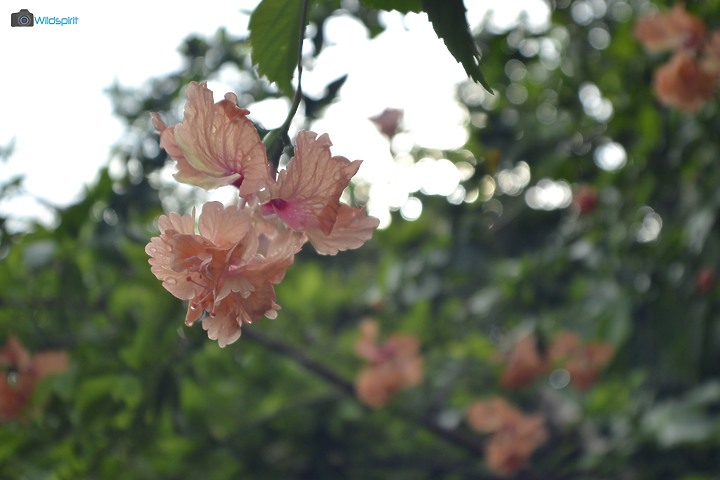 36年廣角變焦鏡【SIGMA ZOOM γ-Ⅱ 21-35mm f/3.5-4.2】